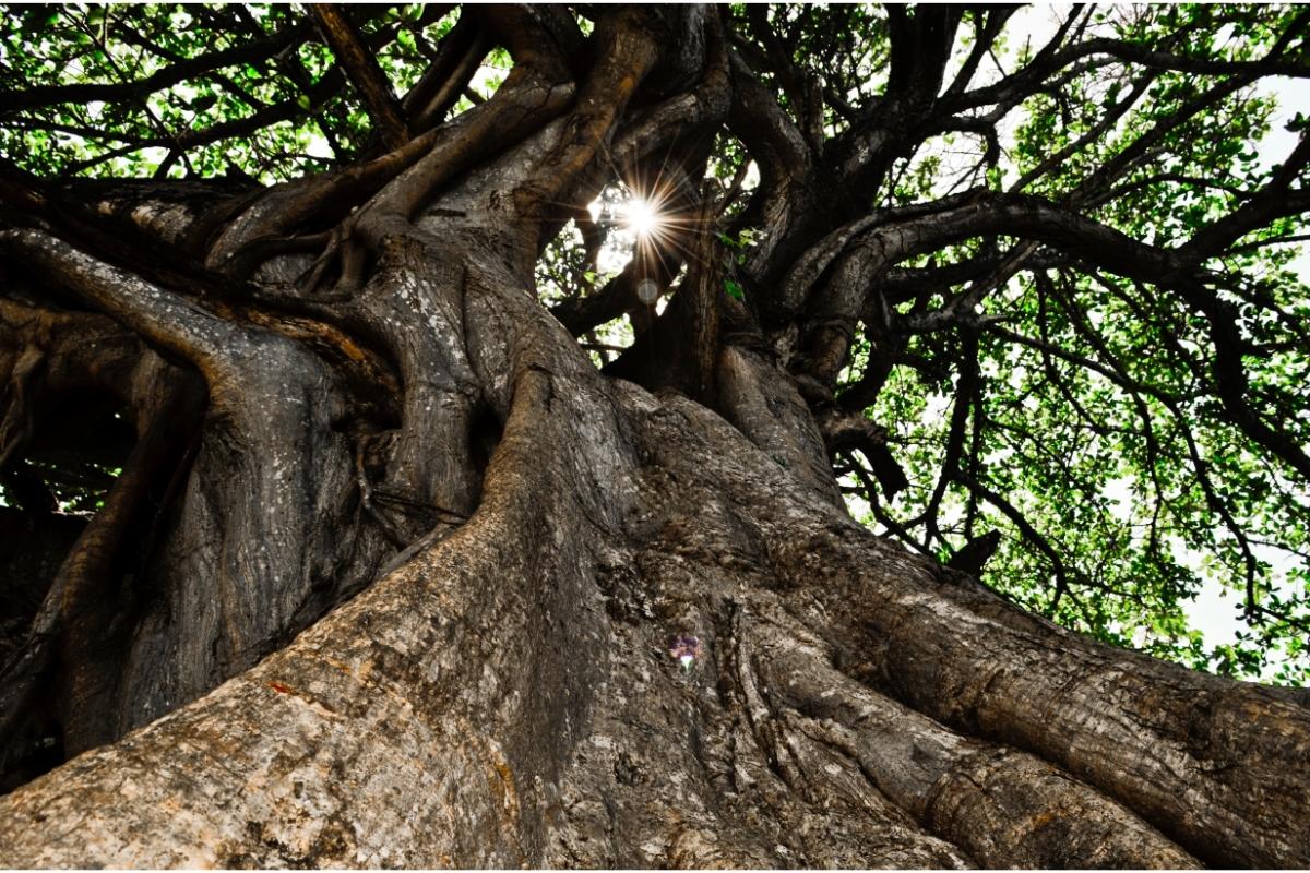 Foto colorida de uma figueira