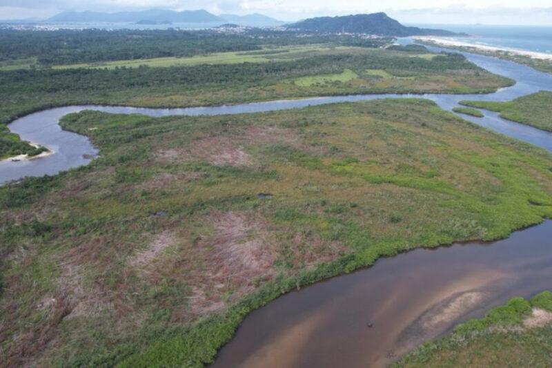 Projeto tenta recuperar áreas de manguezais em SC para frear mudanças climáticas