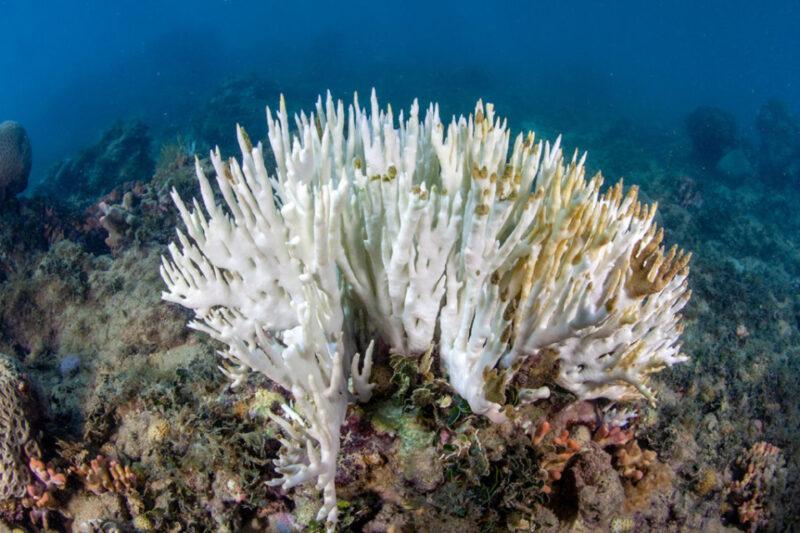 A imagem mostra um coral branco submerso no fundo do mar. O coral parece estar sofrendo de branqueamento, um fenômeno que ocorre quando os corais perdem suas cores vibrantes e ficam brancos devido a estresse ambiental, como aumento da temperatura da água. Ao redor do coral, é possível ver outros tipos de corais e a vida marinha no ambiente subaquático.