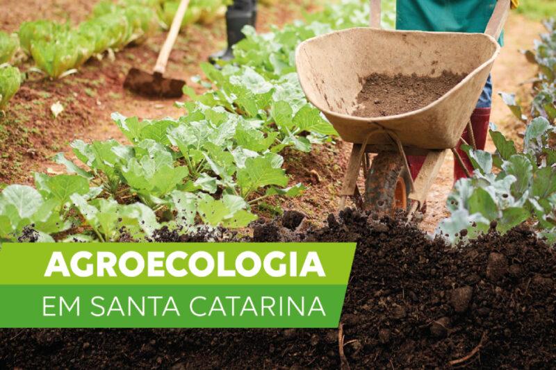 Imagem de uma plantação agroecológica em Santa Catarina. Em primeiro plano, um carrinho de mão com terra está sendo empurrado por uma pessoa vestindo botas e calça jeans. Ao fundo, pode-se ver plantas cultivadas em fileiras bem cuidadas, incluindo alfaces e outras hortaliças. Há também uma enxada repousando no solo ao lado das plantas. Na parte inferior da imagem, uma faixa verde com o texto em branco diz 'AGROECOLOGIA EM SANTA CATARINA'.