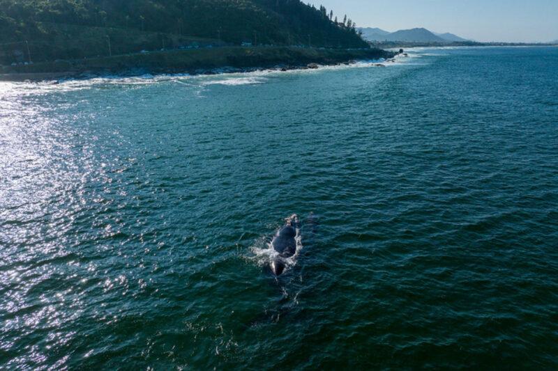 "Fotografia aérea de uma baleia-franca nadando perto da costa em um mar azul profundo. A baleia está parcialmente submersa, com a água espirrando ao seu redor. Ao fundo, a costa é visível com colinas verdes e uma estrada que segue ao longo da linha costeira. O horizonte mostra montanhas distantes sob um céu claro."