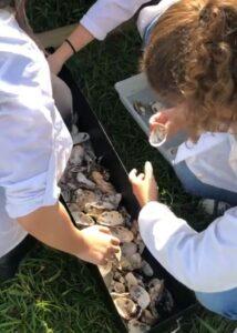 Foto de duas pessoas com jalecos brancos manipulando conchas de ostras em uma bandeja preta e um recipiente cinza ao ar livre, sobre a grama. A pessoa à direita tem cabelos cacheados e parece estar examinando uma das conchas.