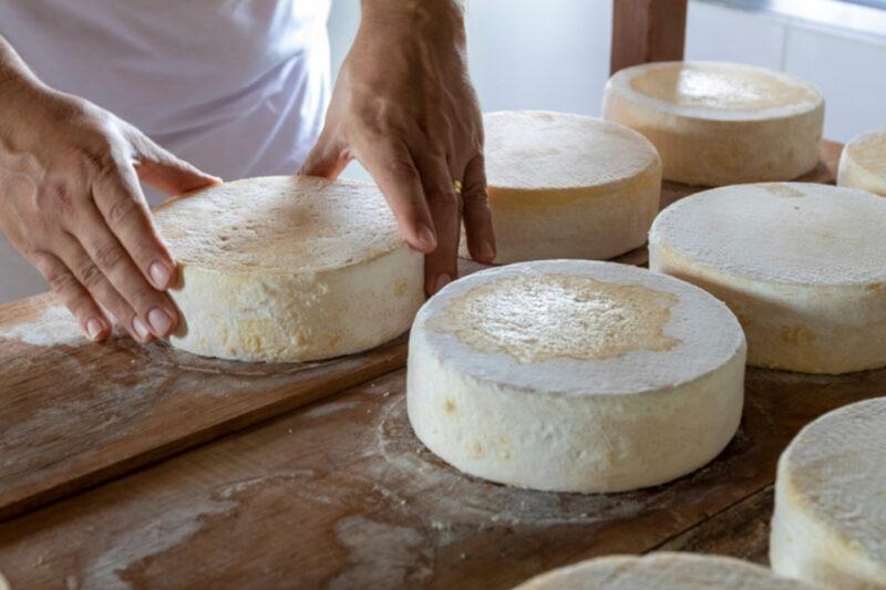 Close de mãos manuseando rodas de queijo artesanal em uma bancada de madeira. As rodas de queijo são de formato circular, com superfície clara e textura firme. A pessoa, vestida de branco, está organizando os queijos, que estão dispostos lado a lado sobre a bancada, alguns parcialmente cobertos de farinha ou outro pó fino