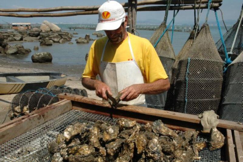 Um maricultor vestindo camiseta amarela e avental branco, com um boné, trabalha em uma mesa cheia de ostras, abrindo uma delas com uma faca. Ao fundo, a praia com pedras e o mar, onde estão instaladas redes de cultivo de ostras. Sacos cheios de ostras estão pendurados ao lado, e um barco pequeno está atracado próximo à margem.