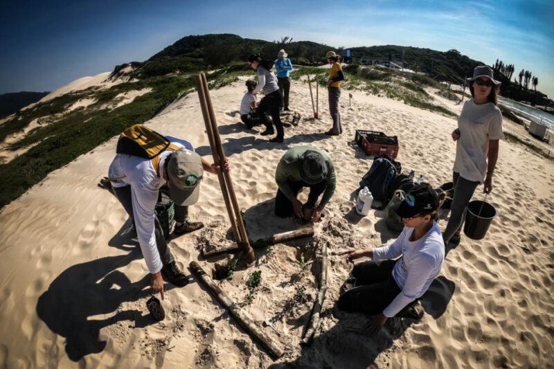 "Voluntários participando de uma atividade de restauração de restingas em uma praia de Florianópolis. Eles estão usando roupas de proteção e chapéus, cavando e plantando mudas na areia. Ao fundo, há dunas e vegetação costeira, com um céu claro e azul. Ferramentas e equipamentos estão espalhados pelo local, indicando um esforço coletivo para a preservação ambiental."