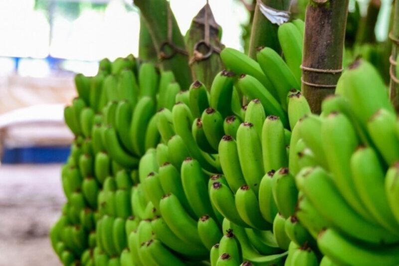 Fotografia de cachos de bananas verdes, pendurados em estruturas de madeira amarradas com cordas. As frutas estão agrupadas em grande quantidade, com cascas lisas e brilhantes, indicando que ainda não estão maduras. O fundo é desfocado, mostrando um ambiente ao ar livre, com tons de branco, azul e verde, sugerindo um mercado ou espaço rural.