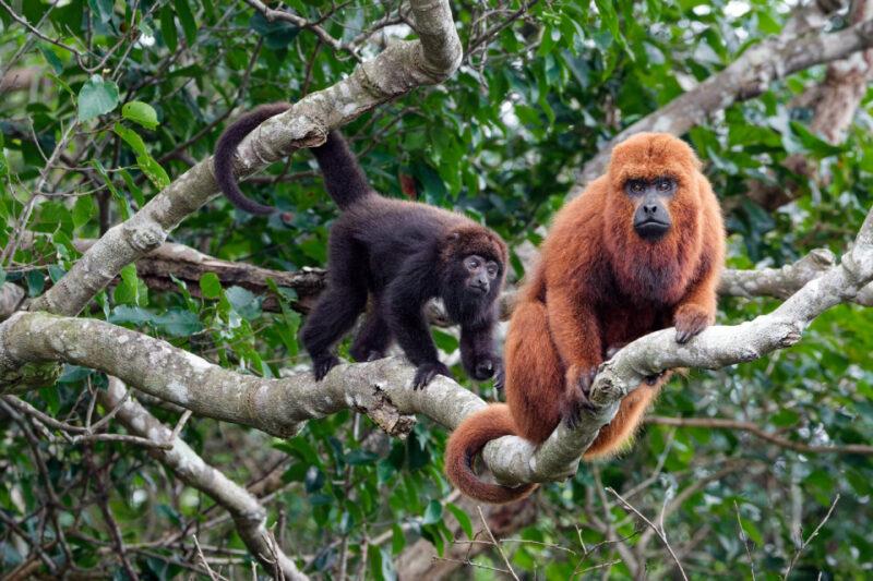 Dois macacos bugios em galhos. Um adulto ruivo sentado e um jovem preto caminhando. Fundo verde.