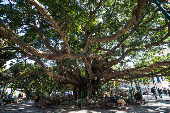 Foto da imensa e centenária Figueira da Praça Quinze com galhos espessos e espalhados cobrindo boa parte da praça, onde pessoas descansam em bancos à sombra da árvore.