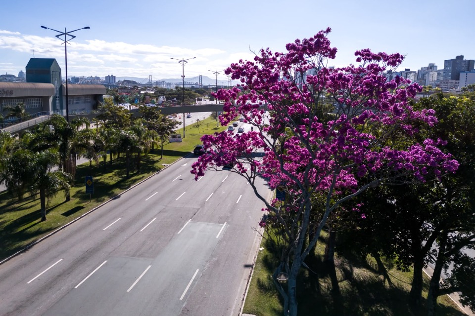 Fotografia aérea de avenida arborizada, com ipê-roxo florido em destaque e a Ponte Hercílio Luz ao fundo.